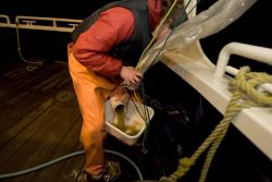 Forage fish research, Plankton tow Shumagins Image