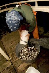 Forage fish studies, Shumagin Islands Image