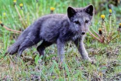 Arctic Fox Pup Image