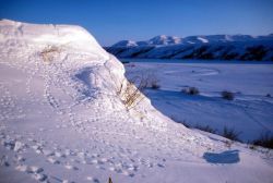 Noatka River Tracks in Snow Image