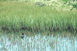 Green-winged Teal Image