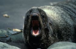 Fur Seal Portrait Image