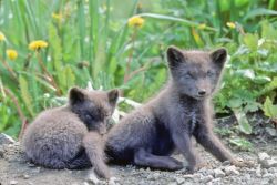 Fox Pups Image