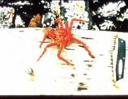 King Crab Image