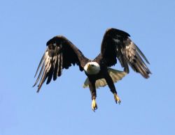 Bald Eagle Image