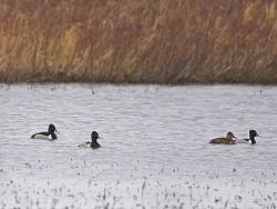 Ring-necked Ducks Image