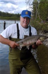 Alexander Creek Chum Salmon Image