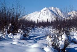 Arctic Refuge in Winter Image