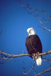 Bald Eagle Image