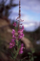 Fireweed Image