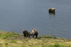 Brown Bears at Frazer Fish Pass Image