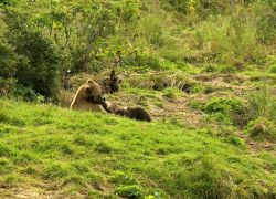 Brown Bear Sow and Cubs Image