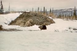 Beaver in Front of Beaver House Image