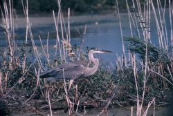 Great Blue Heron Image