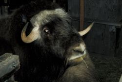 Bull Musk Ox Image