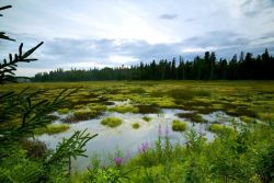 Kenai Refuge Wetlands Image