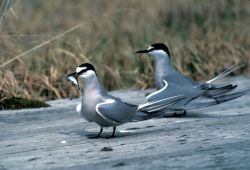 Aleutian Terns, Adak Image