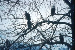 Bald Eagles Image