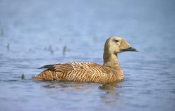 Spectacled Eider Female Image