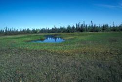 Bog Surrounded by Spruce Forest Image