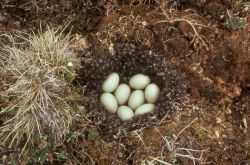 Goose Nest with Eggs Image