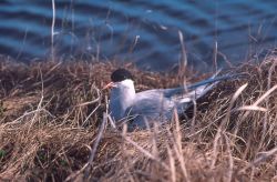 Arctic Tern on Nest Image