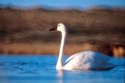 Tundra Swan Image