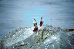 Crested Auklet Image