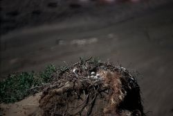 Rough-legged Hawk Nest Image