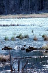 Good Duck Habitat Image