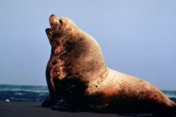 Sea Lion Bull Image