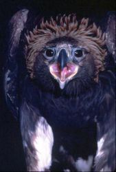 Golden Eagle Image