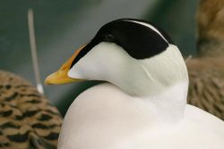 Common Eider Male Image