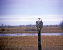 Snowy Owl on Fence Post Image