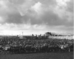 Reindeer Round-up on Nunivak Island Image