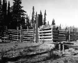 Bison Transplanting Operation, Big Delta Image