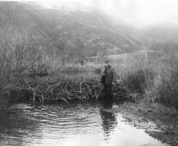 Beaver Dam, Pasagshak Bay, Kodiak Image