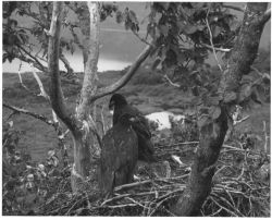 Bald Eagle Fledglings in Nest Image