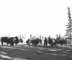 Bison Transplant in Big Delta Image