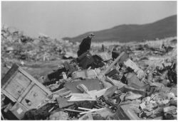 Bald Eagle on Adak Island Dump Image