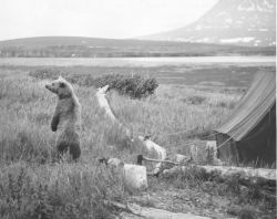 Bear in Camp Image