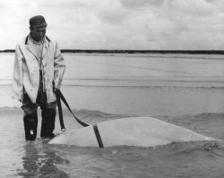 Man with Dead Beluga Whale Image