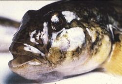 Head Picture of Round Goby Image