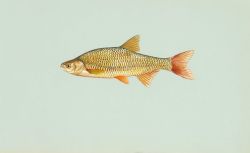 Golden shiner Image