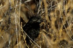 Groove-billed ani Image