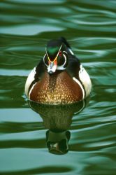 Wood Duck Image