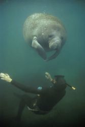 Manatee and Diver Image