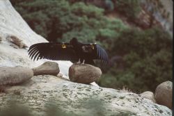 California Condor Image