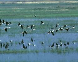 Humbolt Bay National Wildlife Refuge Image