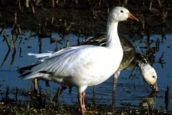 Snow Goose Image